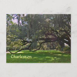 Charleston Plantation Oak Trees Postcard