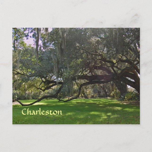 Charleston Plantation Oak Trees Postcard (Front)