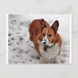 Charlie Snow Snout Postcard