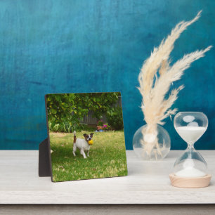 Charlie The Fox Terrier Ball Play, Photo Plaque 