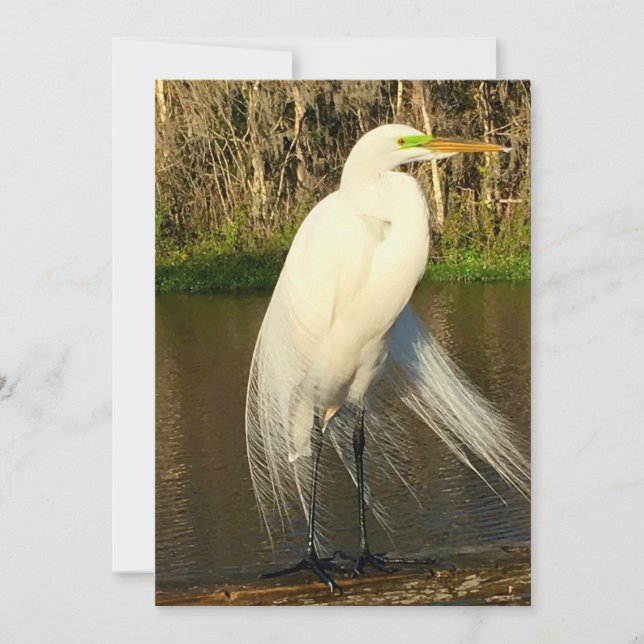 Charlie The Great Egret Note Card (Front)