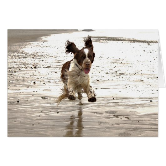 Charlie The Springer Cards (Front Horizontal)