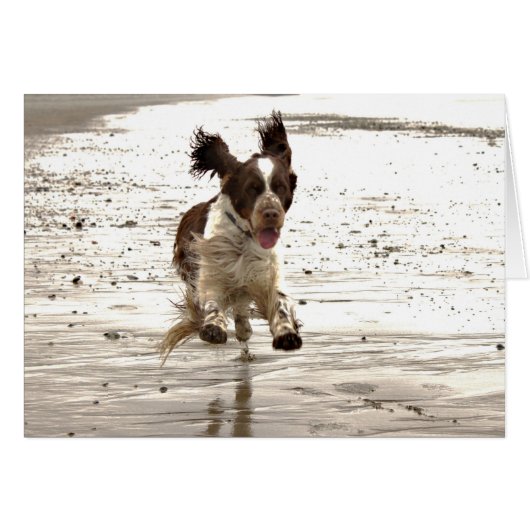 Charlie The Springer! Cards (Front Horizontal)