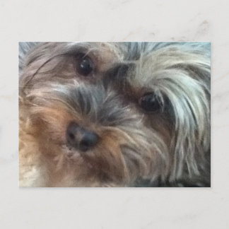 Charlotte the little Dog Postcard