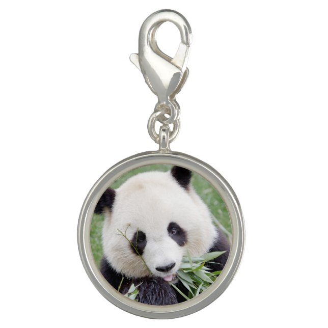 Charm Photo giant panda , animals 0124. (Front)