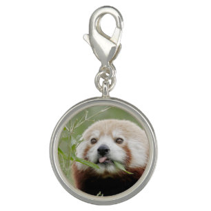 Charm Photo red panda , animals 0180.