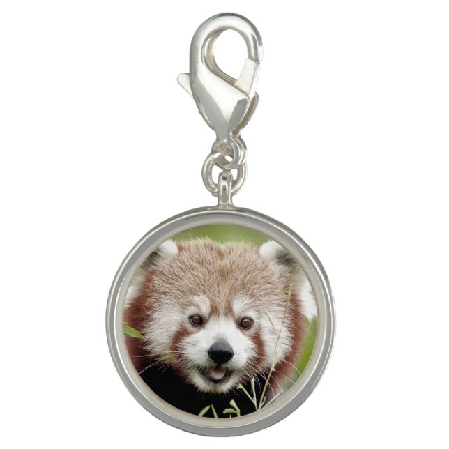 Charm Photo red panda , animals 0181. (Front)
