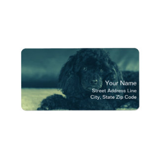 charmanten schwarzen Pudel Label