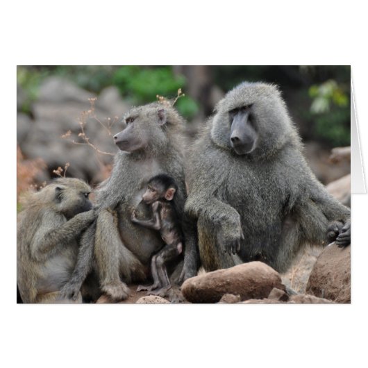 Charmed Life, Lake Manyara Cards (Front Horizontal)