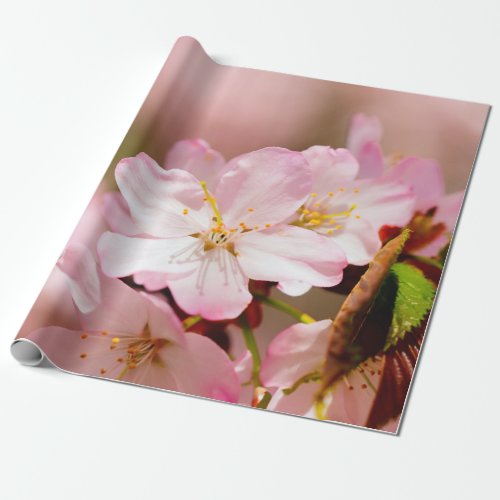 Charmin Sakura Flowers On Pink Pink Pink Wrapping Paper