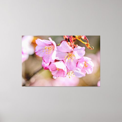 Charming And Cool Sakura Flowers In Springtime Canvas Print