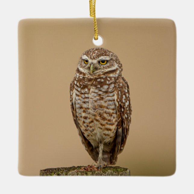 Charming Burrowing Owls of Florida Ceramic Ornament (Front)