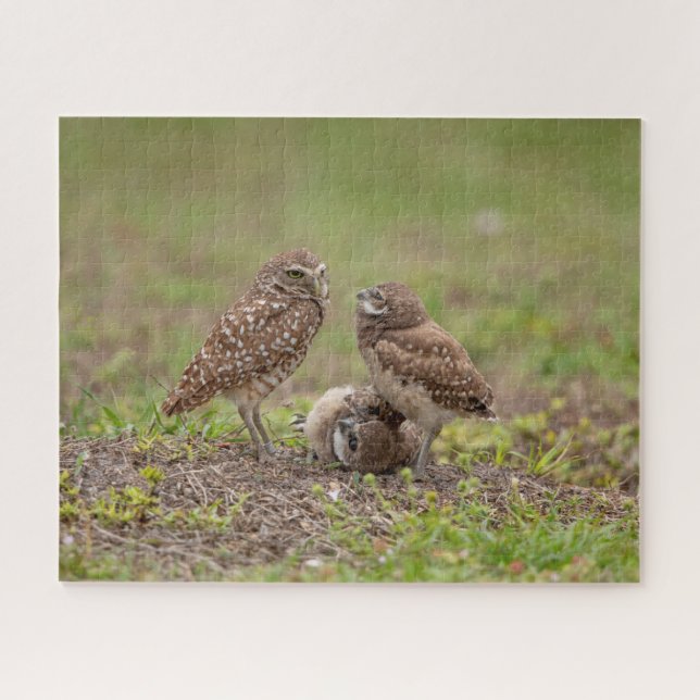 Charming Burrowing Owls of Florida Jigsaw Puzzle (Horizontal)