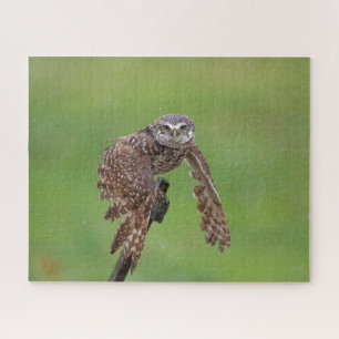 Charming Burrowing Owls of Florida Jigsaw Puzzle