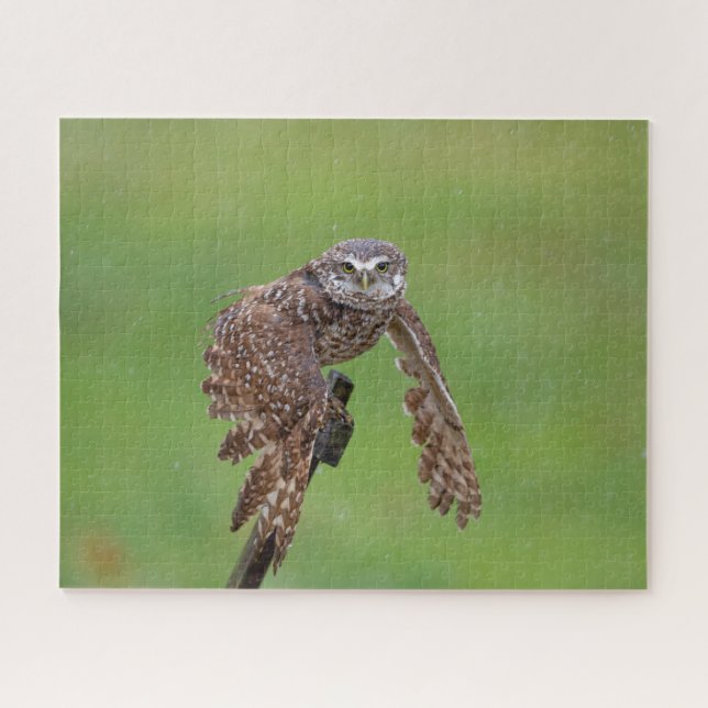 Charming Burrowing Owls of Florida Jigsaw Puzzle (Horizontal)