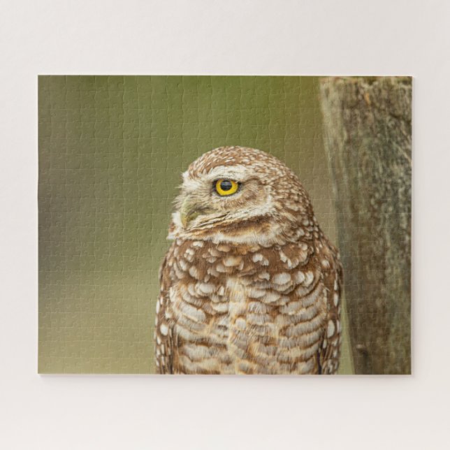 Charming Burrowing Owls of Florida Jigsaw Puzzle (Horizontal)