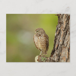 Charming Burrowing Owls of Florida Postcard