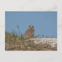 Charming Burrowing Owls of Florida