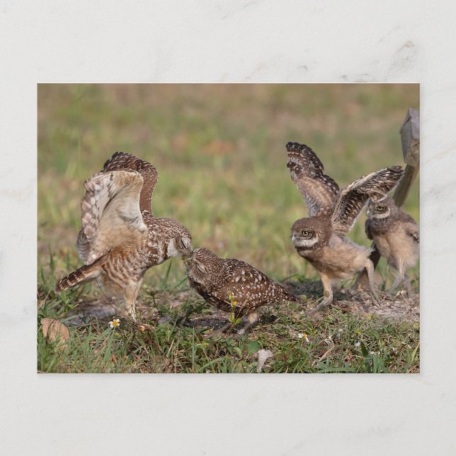 Charming Burrowing Owls of Florida Postcard (Front)