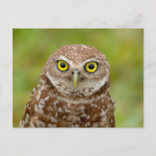 Charming Burrowing Owls of Florida Postcard