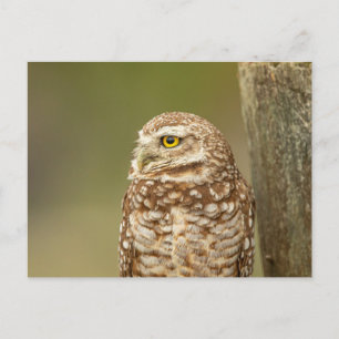 Charming Burrowing Owls of Florida Postcard