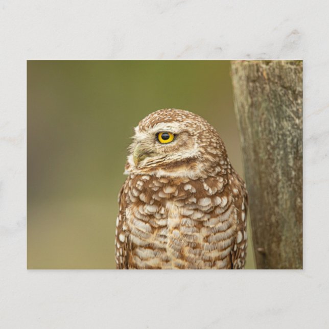 Charming Burrowing Owls of Florida Postcard (Front)