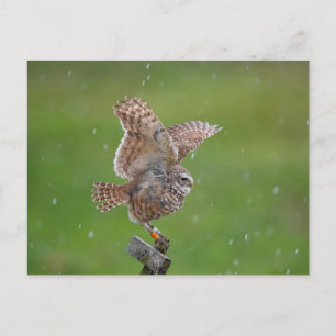 Charming Burrowing Owls of Florida Postcard