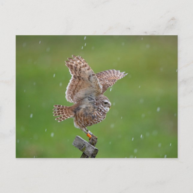 Charming Burrowing Owls of Florida Postcard (Front)