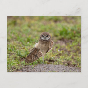 Charming Burrowing Owls of Florida Postcard