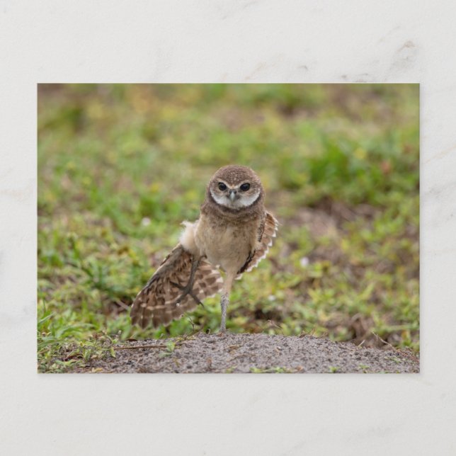 Charming Burrowing Owls of Florida Postcard (Front)