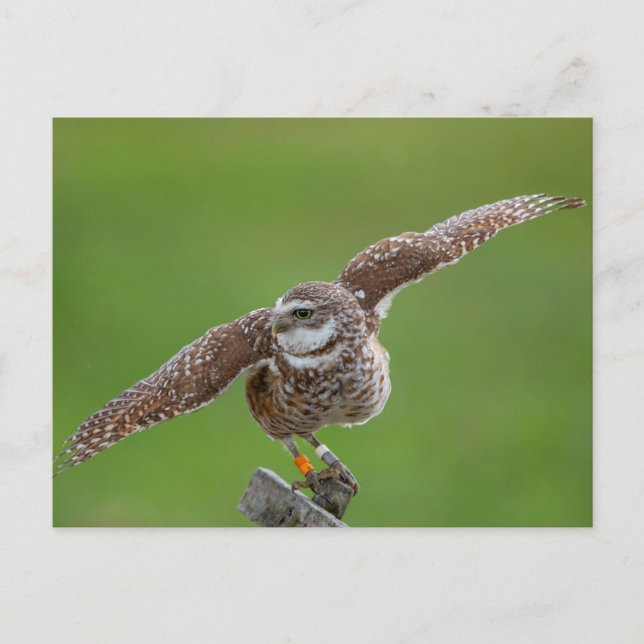 Charming Burrowing Owls of Florida Postcard (Front)