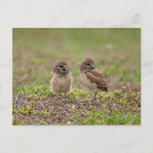 Charming Burrowing Owls of Florida Postcard