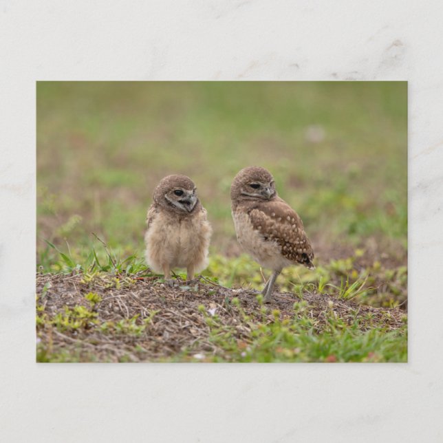 Charming Burrowing Owls of Florida Postcard (Front)