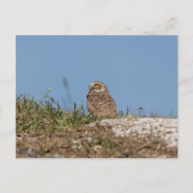 Charming Burrowing Owls of Florida Postcard (Front)
