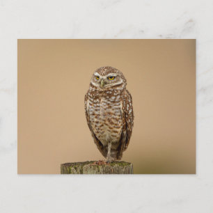 Charming Burrowing Owls of Florida Postcard