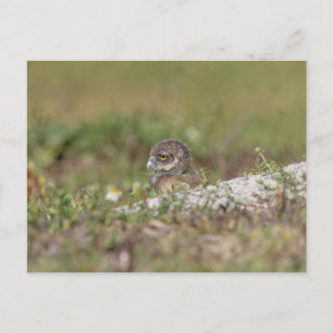 Charming Burrowing Owls of Florida Postcard