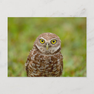 Charming Burrowing Owls of Florida Postcard
