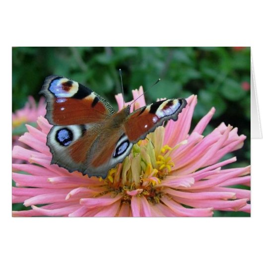 Charming Butterfly Cards (Front Horizontal)