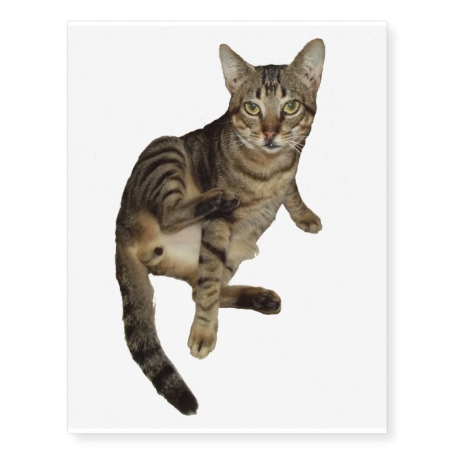 Charming Cat Tattoos (Front)