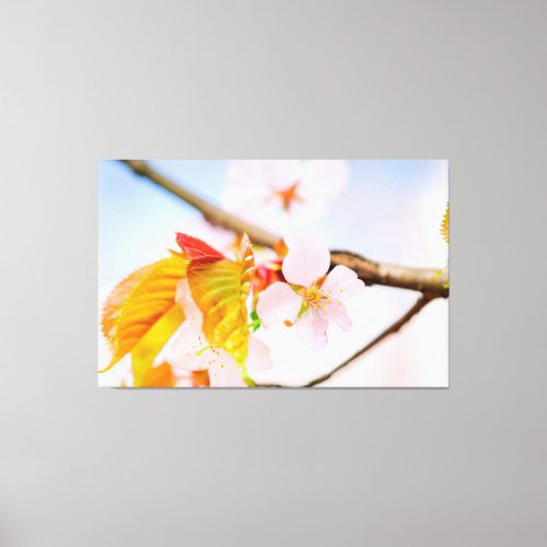 Charming Chic Sakura Flower And Leaves In Spring Canvas Print