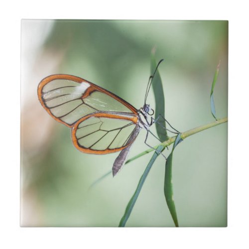 Charming Clear_Wing Butterfly Ceramic Tile