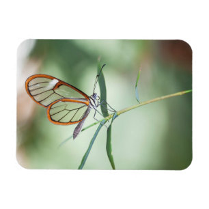 Charming Clear-Wing Butterfly Magnet