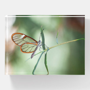 Charming Clear-Wing Butterfly Paperweight
