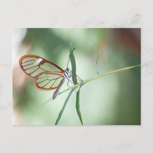 Charming Clear_Wing Butterfly Postcard