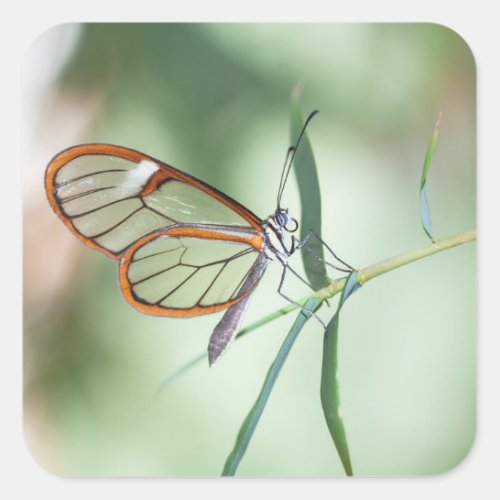 Charming Clear_Wing Butterfly Square Sticker