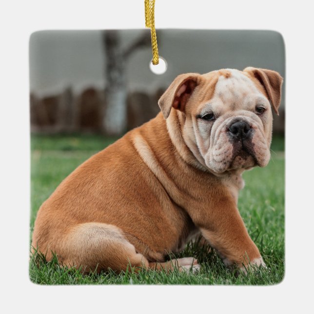 Charming English Bulldog Puppy Ceramic Ornament (Front)
