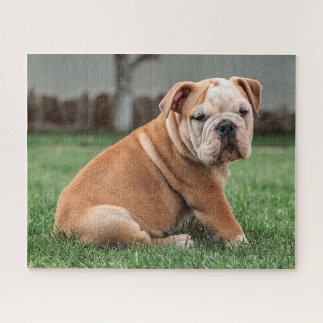 Charming English Bulldog Puppy Jigsaw Puzzle (Horizontal)