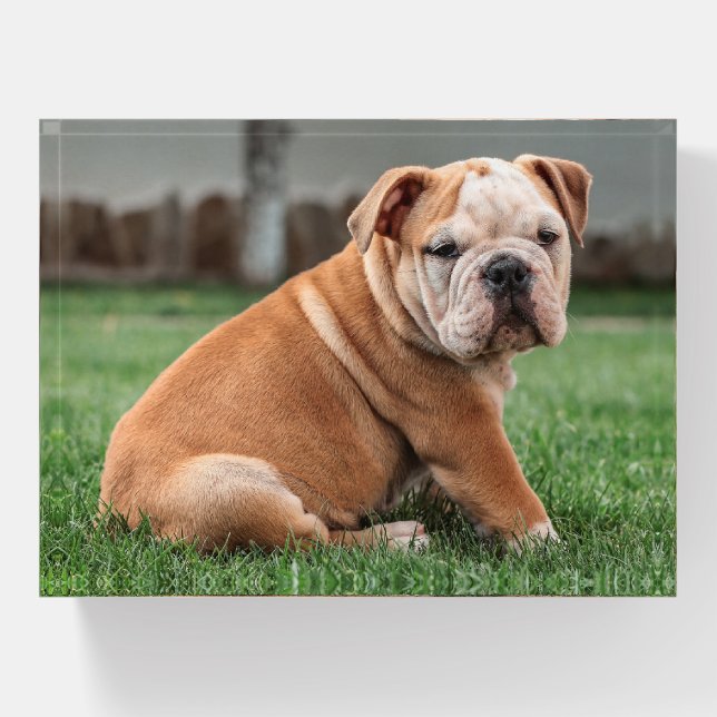 Charming English Bulldog Puppy Paperweight (Front)