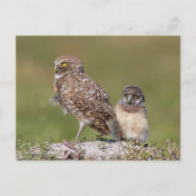 Charming Florida Burrowing Owl Wildlife Photograph