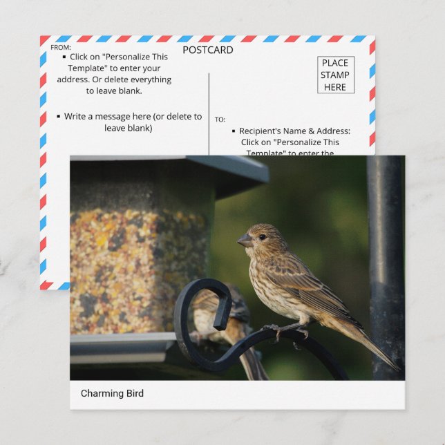 Charming Garden Bird at Feeder Postcard (Front/Back)